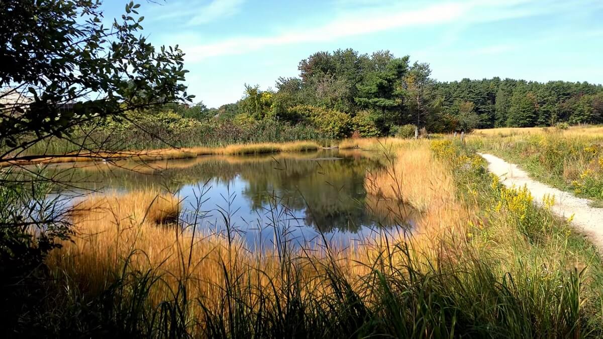 A hike through Fore River Sanctuary